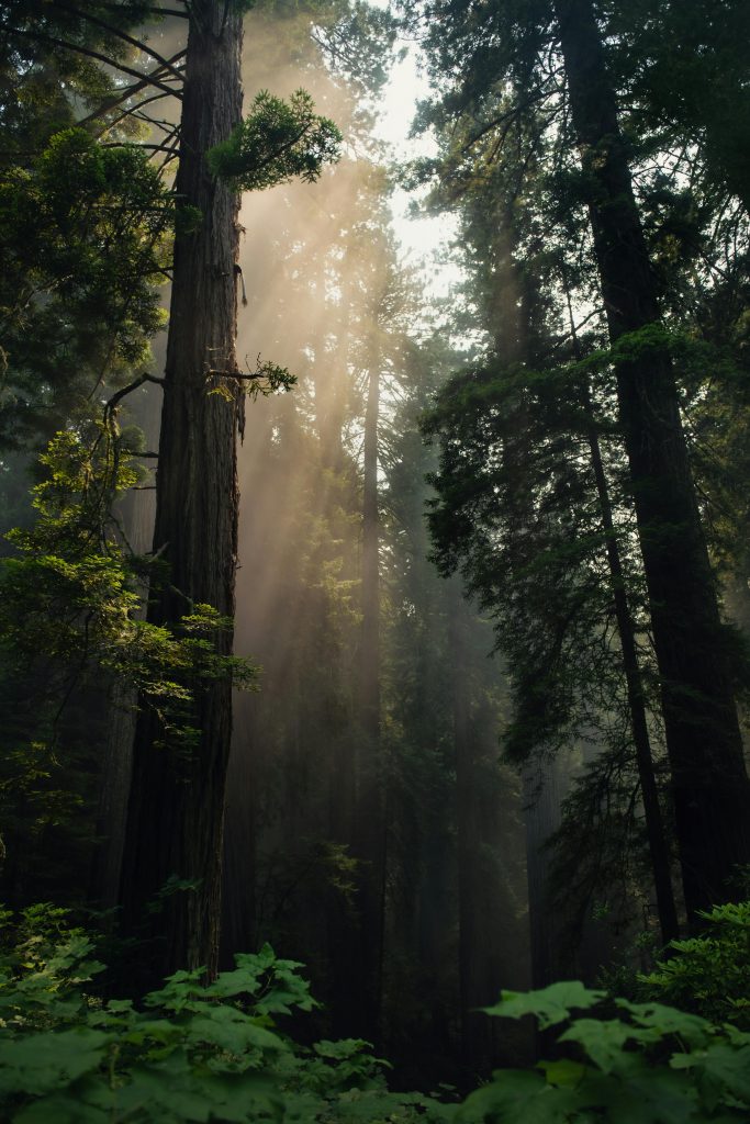 Misty redwood forest with soft sunlight streaming through in California.